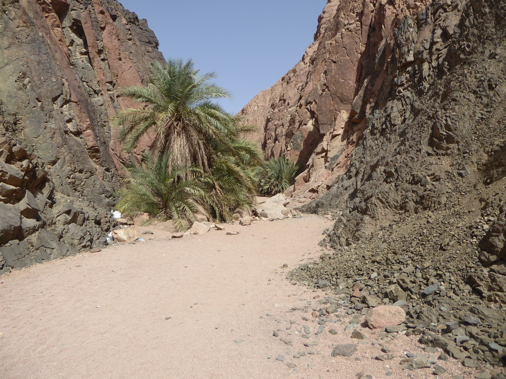 Palmen in Sinai-Schlucht